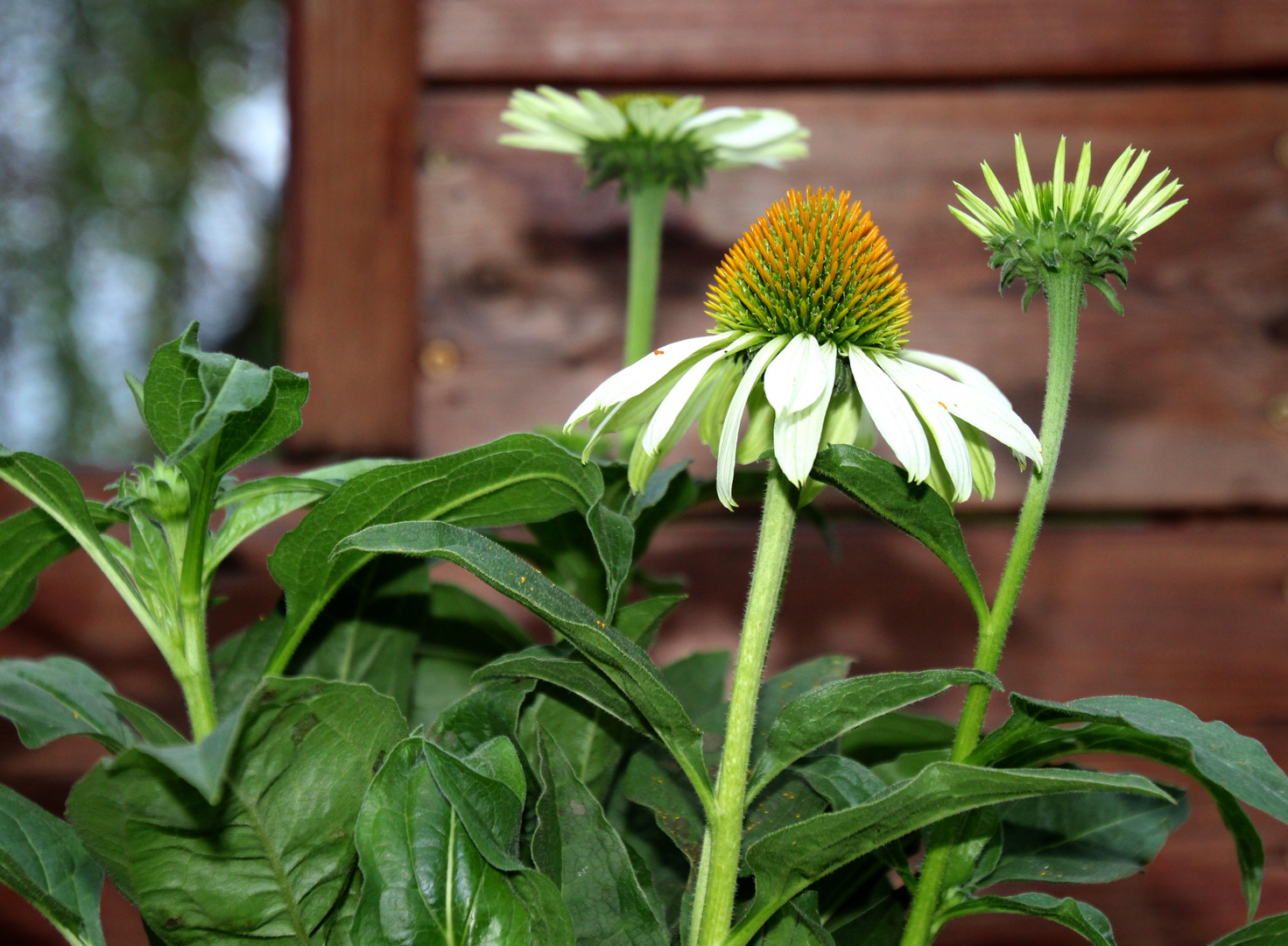 Echinacea purpurea White Swan 