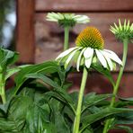 Echinacea purpurea White Swan 