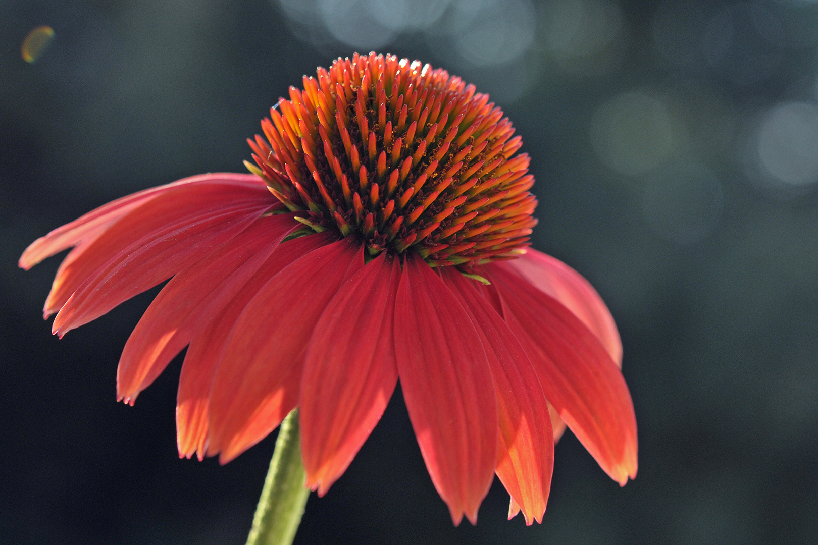 Echinacea - Roter Sonnenhut