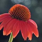 Echinacea - Roter Sonnenhut