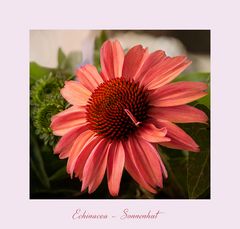 Echinacea - Sonnenhut...