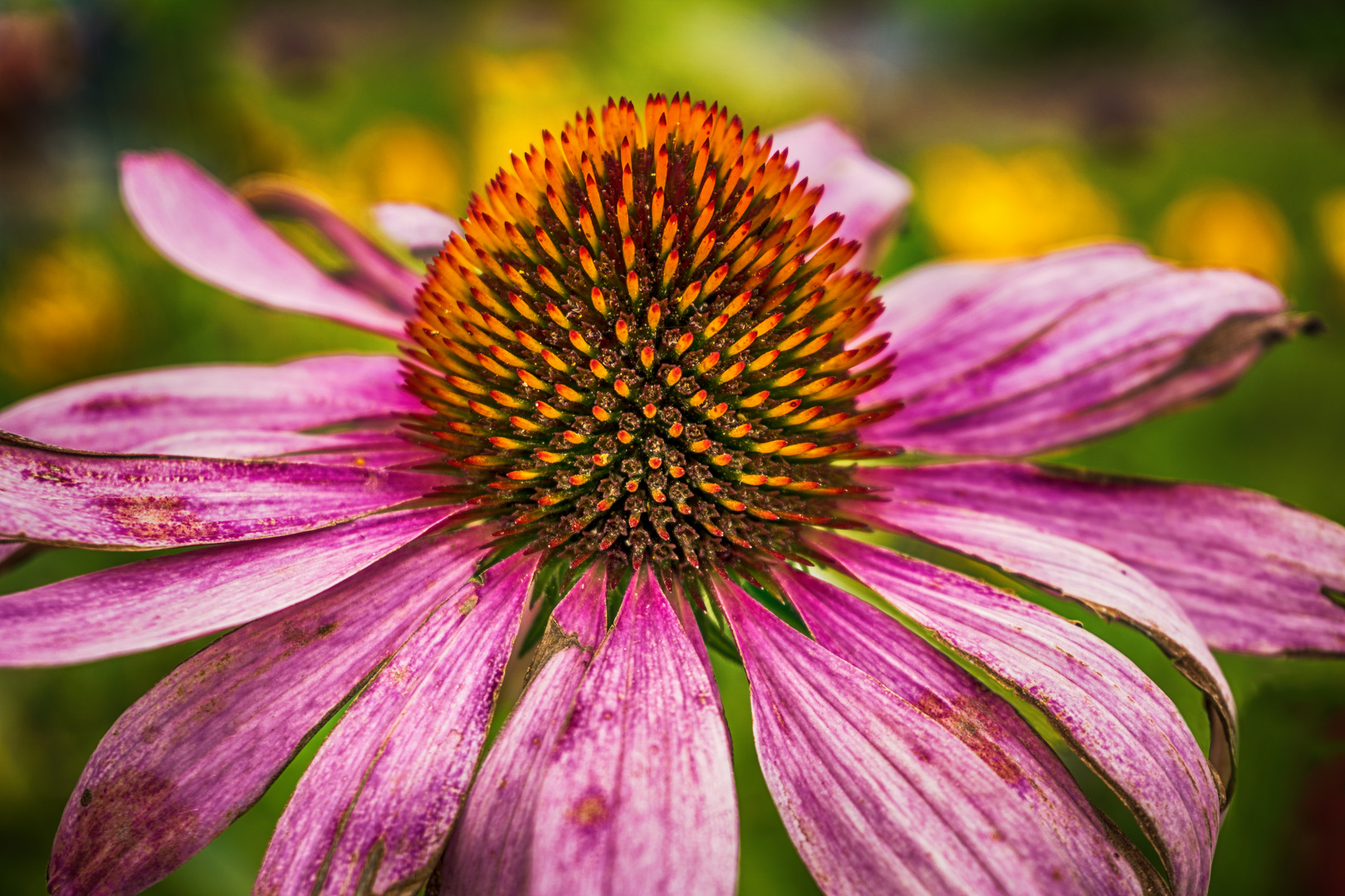 Echinacea Sonnenhut