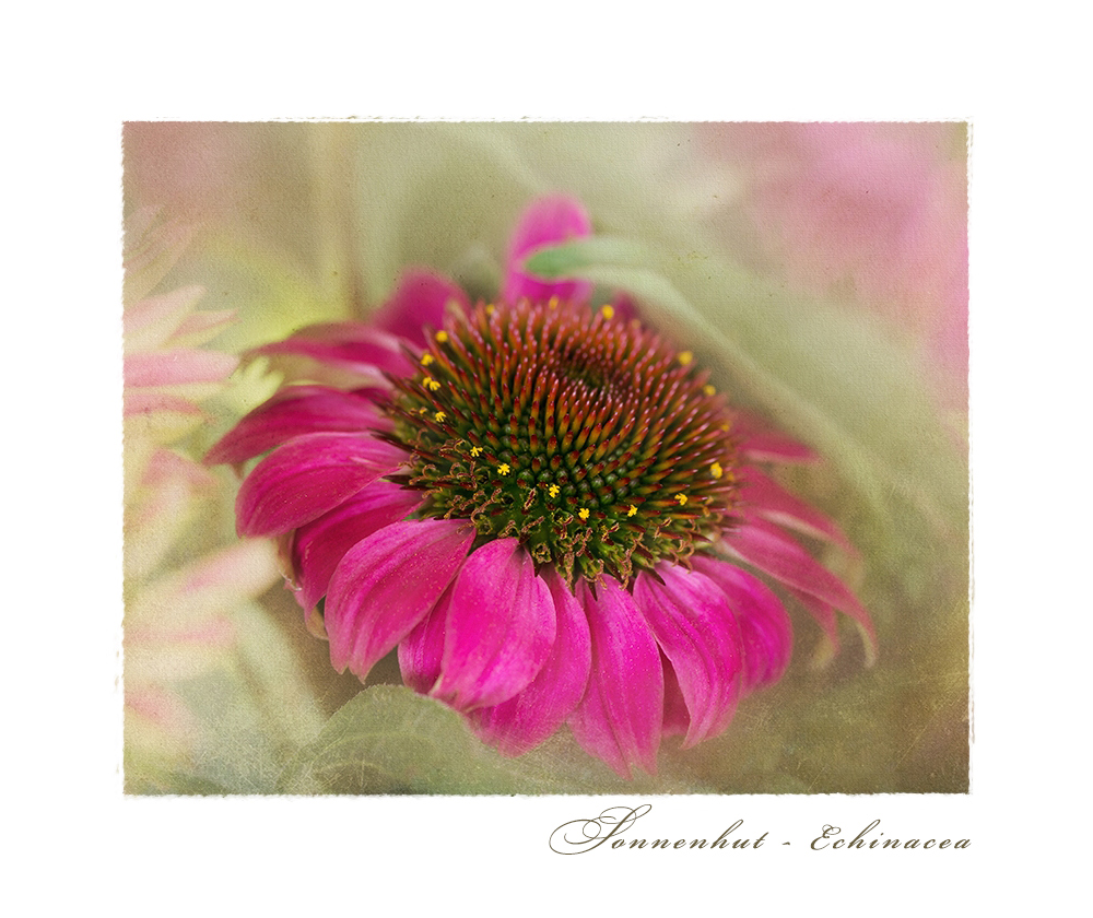 Echinacea - Sonnenhut....