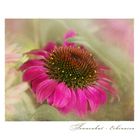 Echinacea - Sonnenhut....