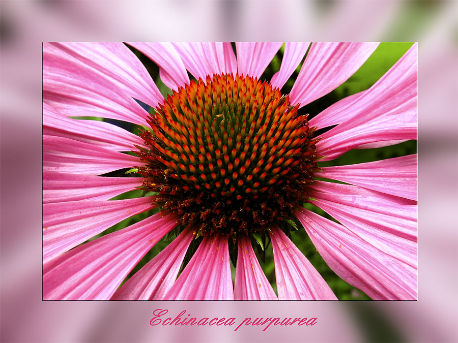 Echinacea (Sonnenhut)