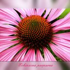 Echinacea (Sonnenhut)