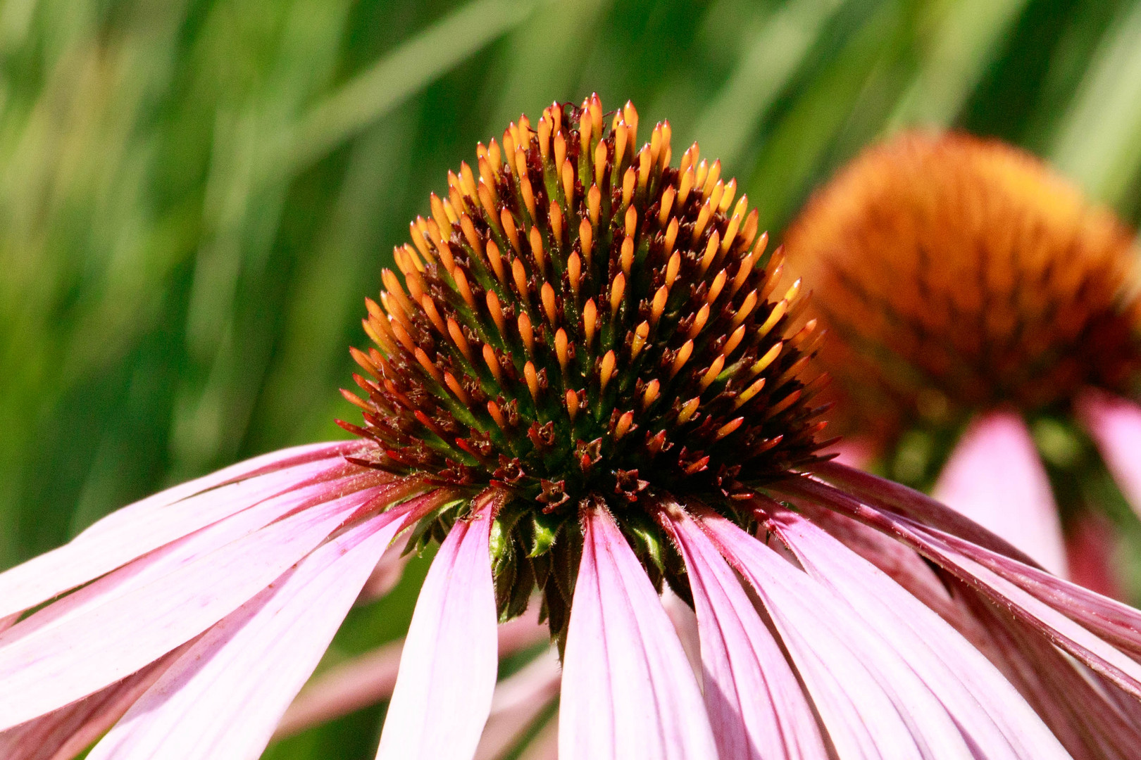 Echinacea - Sonnenhut