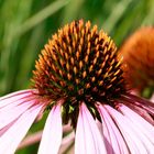 Echinacea - Sonnenhut