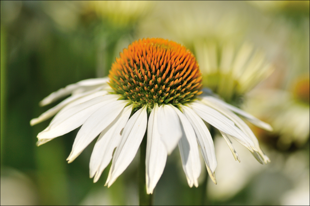 Echinacea - Sonnenhut