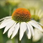 Echinacea - Sonnenhut