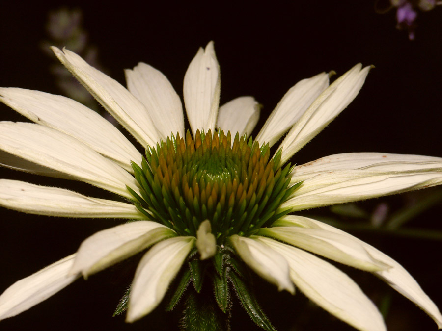 Echinacea (Sonnenhut)