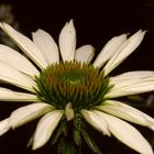 Echinacea (Sonnenhut)