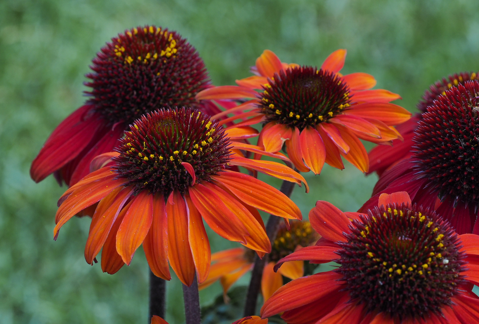 Echinacea (Sonnenhut)