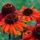 Echinacea (Sonnenhut)