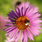 Echinacea - Sonnenhut mit Gast