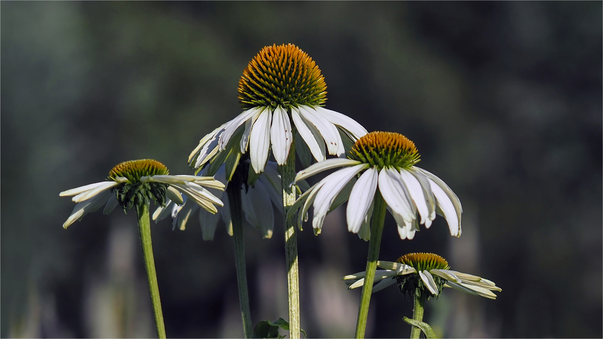 Echinacea, Sonnenhut - Quartett  .....