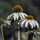 Echinacea, Sonnenhut - Quartett  .....