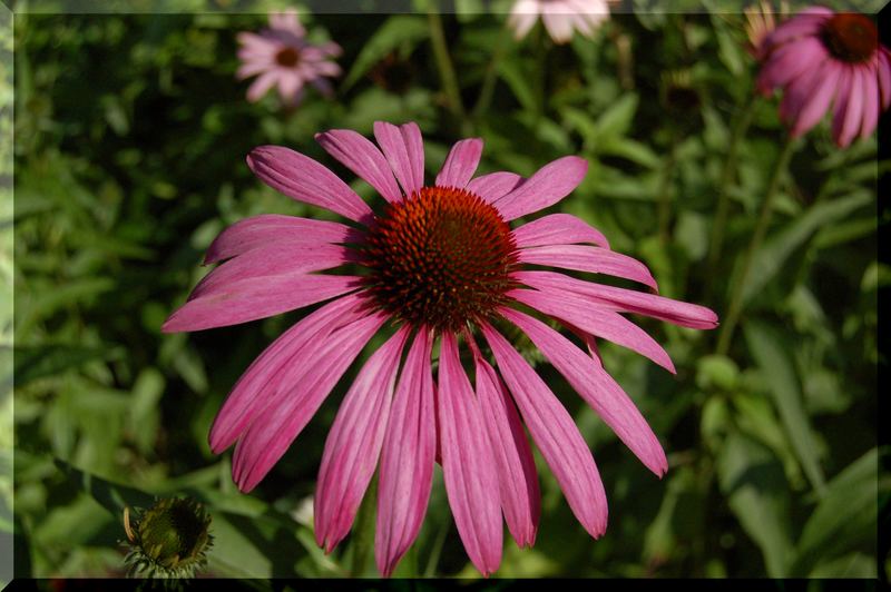 Echinacea stärkt das Immunsystem