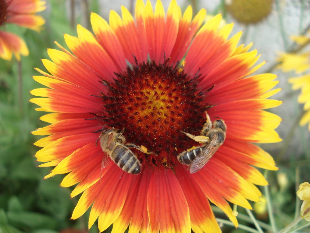 Echinacea und Bienen auf Ile D`yeu (Frankreich)