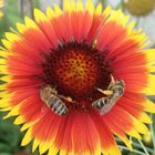 Echinacea und Bienen auf Ile D`yeu (Frankreich)