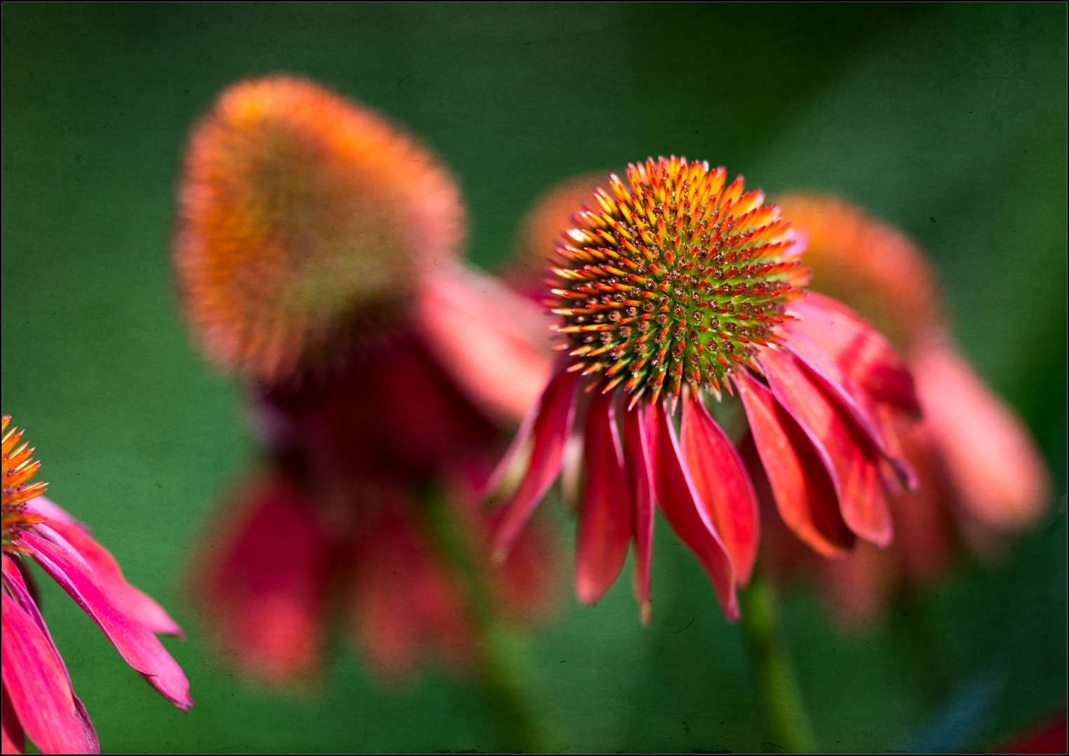 Echinacea - Variante