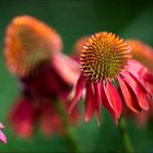 Echinacea - Variante