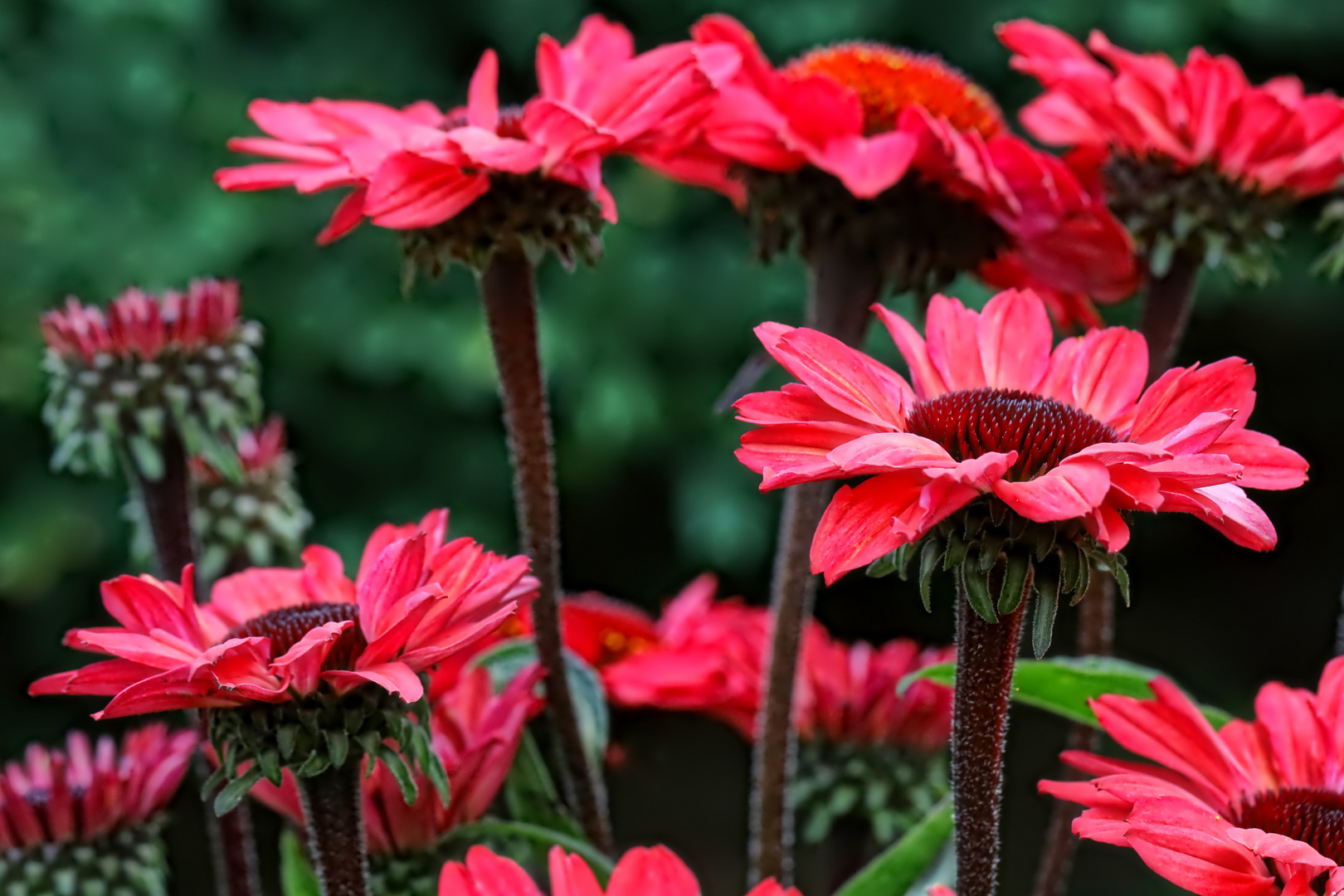 Echinacea - Wäldchen