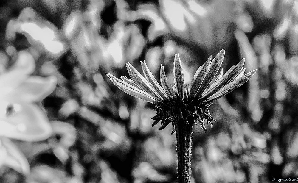 Echinacea zwischen Lilien