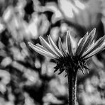 Echinacea zwischen Lilien