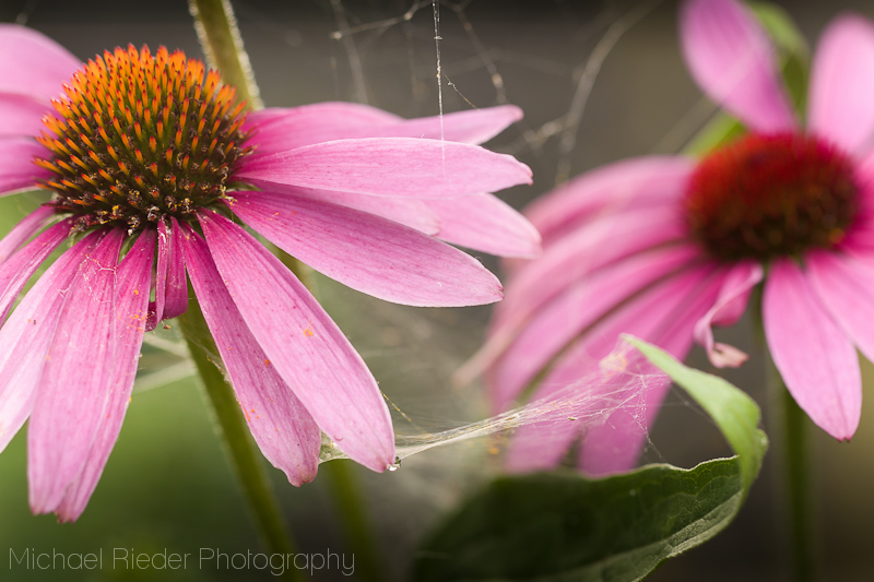 Echinacea#2