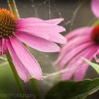 Echinacea#2