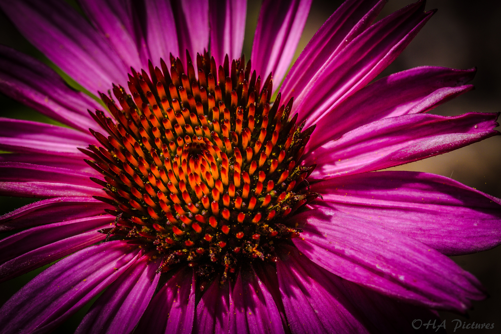 Echinacee pourpre(Roter Sonnenhut)