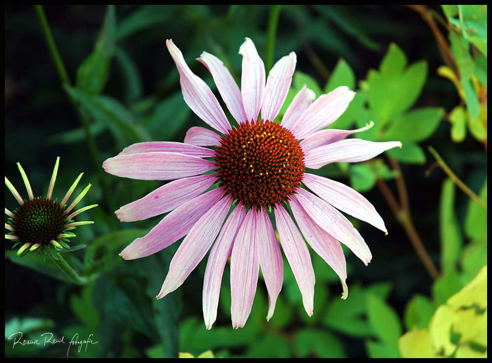 Echinazea-Blüte - Der erste Tag mit der Nikon D70