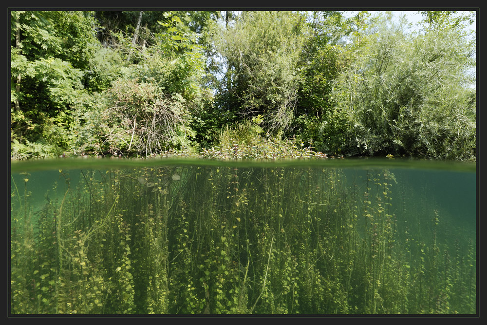 Echinger Weiher