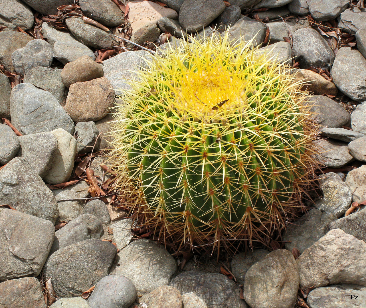 Echinocactus ...