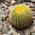 Echinocactus ...