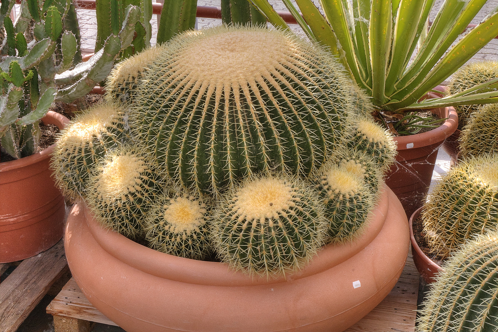 Echinocactus