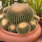 Echinocactus