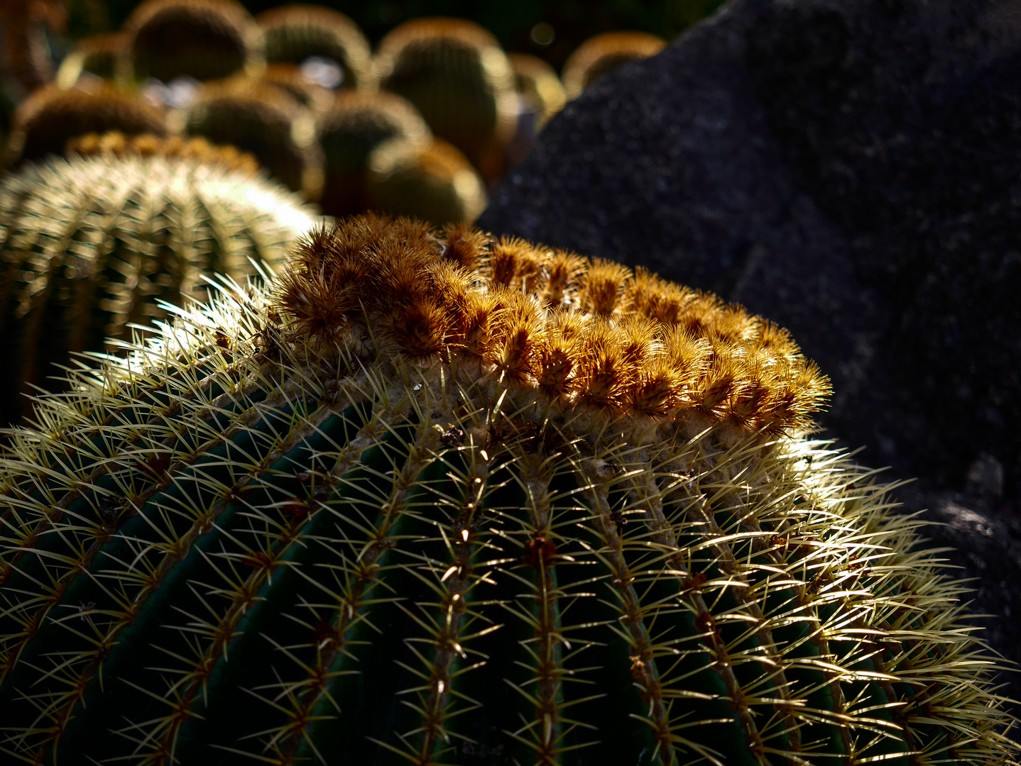 Echinocactus grusonii