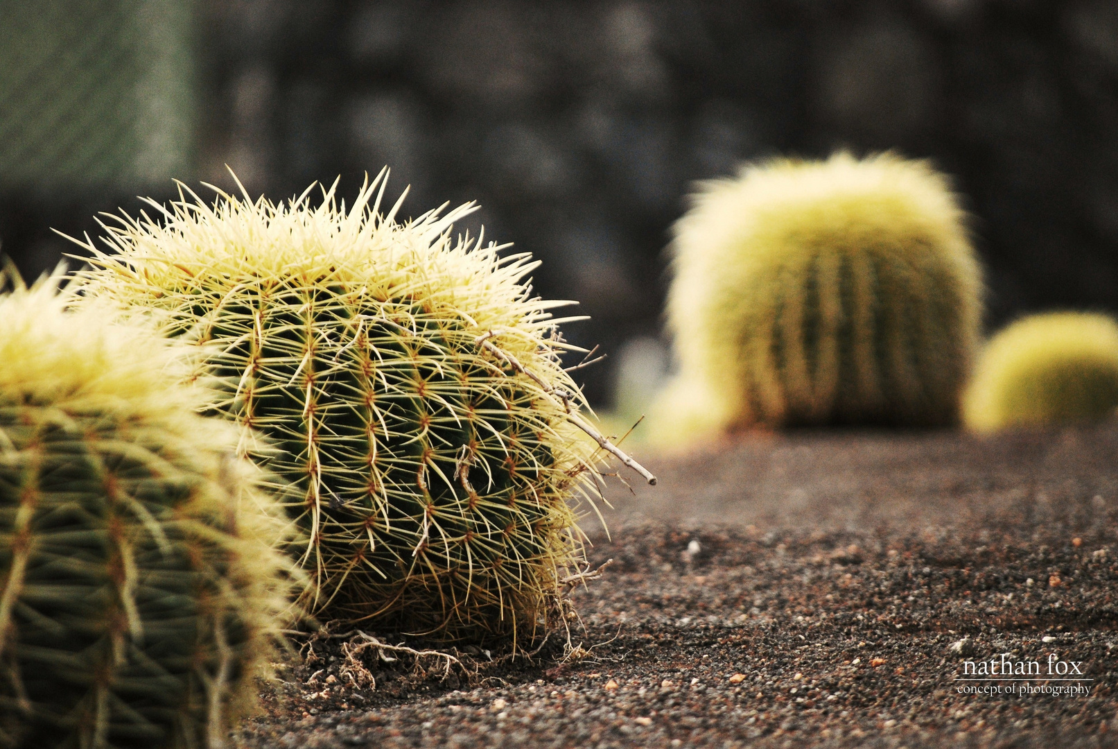 echinocactus grusonii