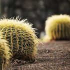 echinocactus grusonii