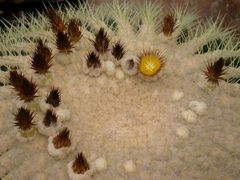 Echinocactus grusonii - Blüte