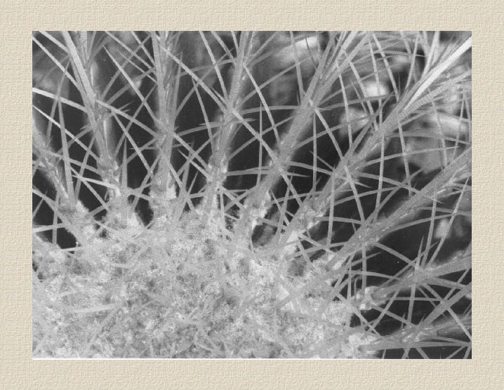 Echinocactus grusonii, Detail