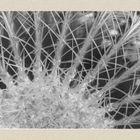 Echinocactus grusonii, Detail