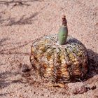 Echinocactus horizonthalonius - Gymnocalycium spegazzinii