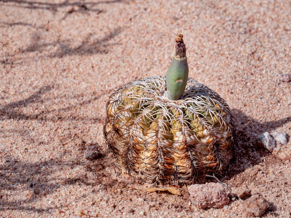 Echinocactus horizonthalonius - Gymnocalycium spegazzinii