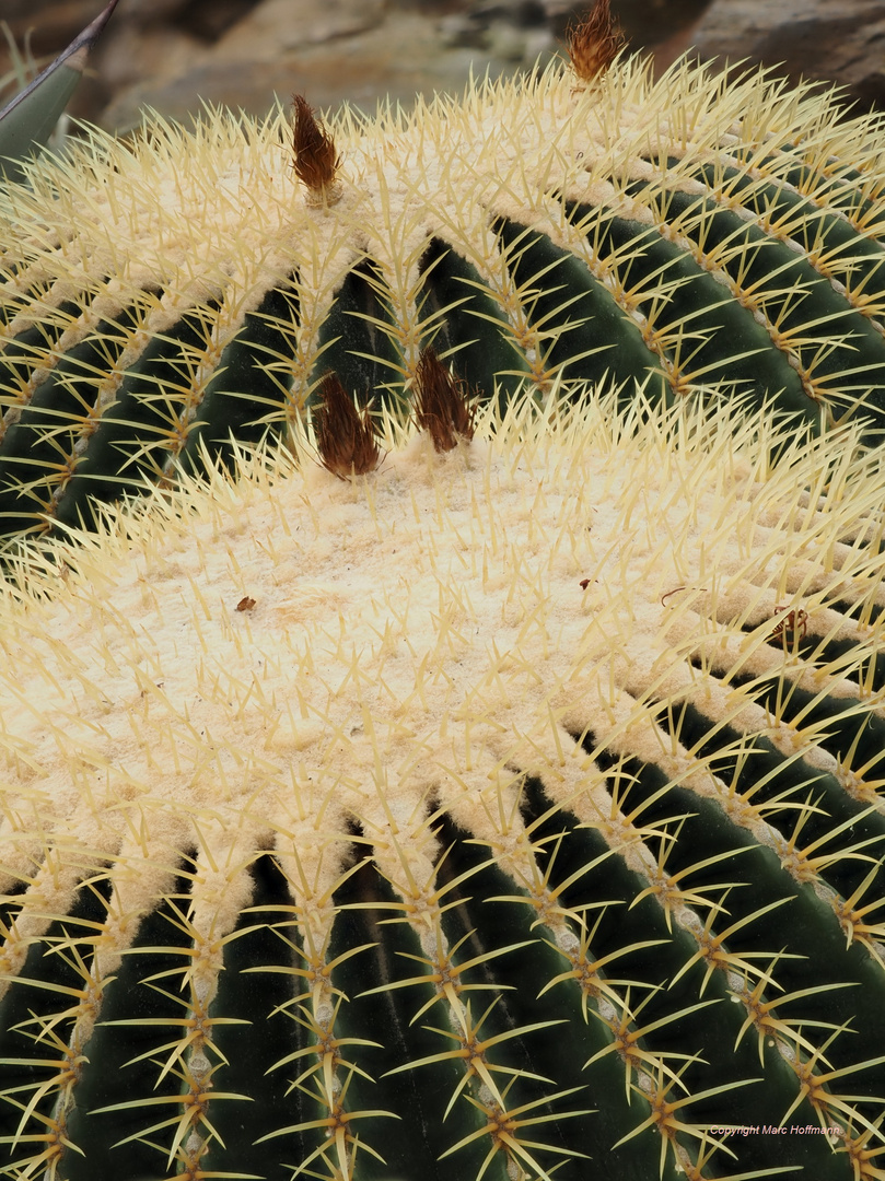 Echinocactus_grusonii