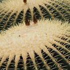 Echinocactus_grusonii