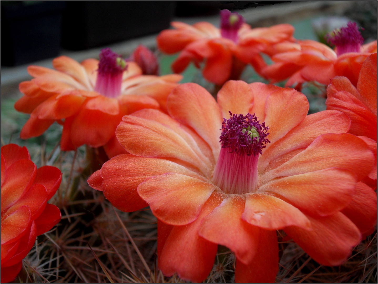 Echinocereen...