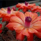 Echinocereen...